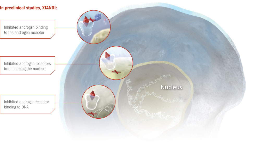 Preclinical studies image